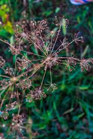 Attēlu rezultāti vaicājumam “Anethum graveolens flower”