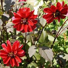 Image result for Dahlia x pinnata `Redskin`