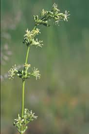 Attēlu rezultāti vaicājumam “Silene otites”