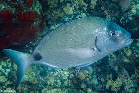 Image result for Diplodus sargus
