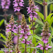 Attēlu rezultāti vaicājumam “Stachys palustris fruit”