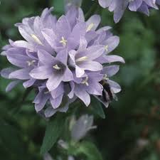 Image result for Campanula moesiaca