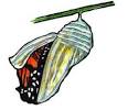 The Cocoon