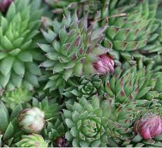 Attēlu rezultāti vaicājumam “Jovibarba globifera fruit”
