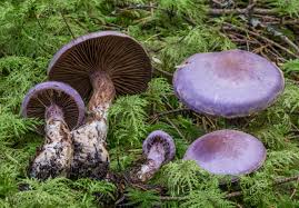 Attēlu rezultāti vaicājumam “Cortinarius traganus”