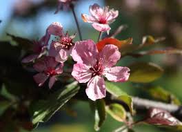 Attēlu rezultāti vaicājumam “Malus purpurea flower”