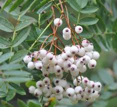Attēlu rezultāti vaicājumam “Sorbus alnifolia”