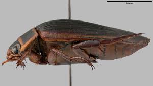 Attēlu rezultāti vaicājumam “Dytiscus dimidiatus”