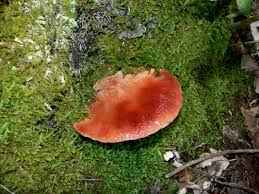 Attēlu rezultāti vaicājumam “Fistulina hepatica”