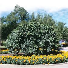 Attēlu rezultāti vaicājumam “Ulmus glabra fruit”