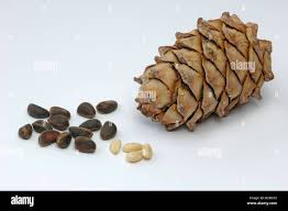 Attēlu rezultāti vaicājumam “Pinus sibirica”