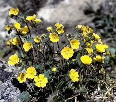 Attēlu rezultāti vaicājumam “Ranunculus elatior”