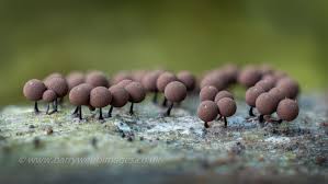 Attēlu rezultāti vaicājumam “Enteridium olivaceum macro”