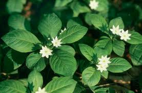 Attēlu rezultāti vaicājumam “Trientalis europaea fruit”