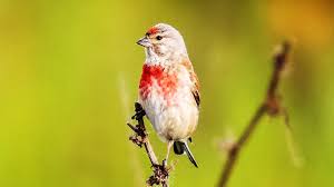 Attēlu rezultāti vaicājumam “Carduelis cannabina adult”