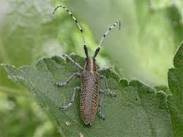 Attēlu rezultāti vaicājumam “Agapanthia villosoviridescens”