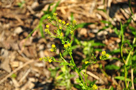 Attēlu rezultāti vaicājumam “Rorippa palustris flower”