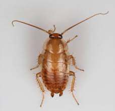 Attēlu rezultāti vaicājumam “Ectobius sylvestris nymph”