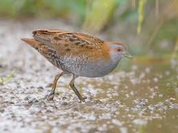 Image result for Porzana parva