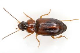 Attēlu rezultāti vaicājumam “Acupalpus flavicollis”