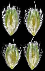 Attēlu rezultāti vaicājumam “Stemonitopsis aequalis (var. aequalis)”