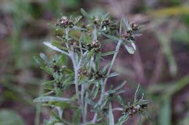 Attēlu rezultāti vaicājumam “Gnaphalium uliginosum leaf”