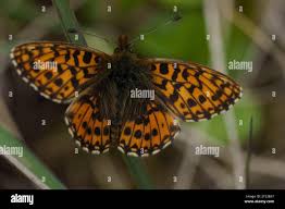 Attēlu rezultāti vaicājumam “Boloria dia”