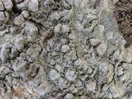 Attēlu rezultāti vaicājumam “Pertusaria leioplaca”