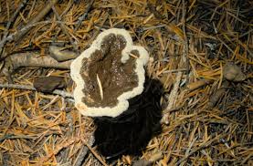 Attēlu rezultāti vaicājumam “Brefeldia maxima spores”