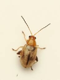 Attēlu rezultāti vaicājumam “Cribraria costata”