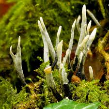 Attēlu rezultāti vaicājumam “Xylaria”