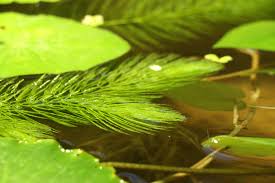 「金魚藻」的圖片搜尋結果