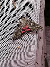 Attēlu rezultāti vaicājumam “Catocala sponsa”