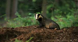 Image result for Northwich Predators