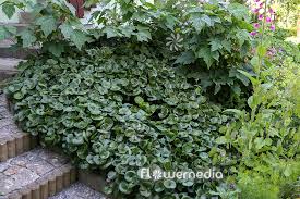 Attēlu rezultāti vaicājumam “Asarum europaeum”