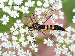 Attēlu rezultāti vaicājumam “Tetanops myopina”