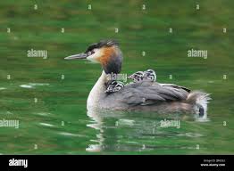 Attēlu rezultāti vaicājumam “Podiceps cristatus adult”