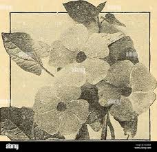 Attēlu rezultāti vaicājumam “Thalictrum aquilegifolium fruit”