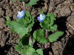 Attēlu rezultāti vaicājumam “Veronica agrestis flower”