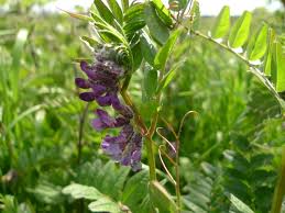 Attēlu rezultāti vaicājumam “Vicia sepium leaf”