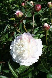 Attēlu rezultāti vaicājumam “Paeonia lactiflora”