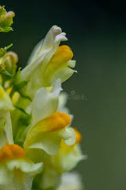Attēlu rezultāti vaicājumam “Linaria vulgaris bud”
