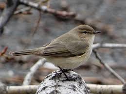 Attēlu rezultāti vaicājumam “Phylloscopus collybita”