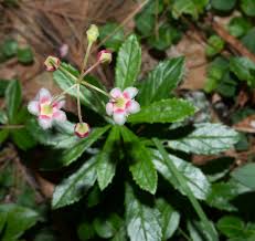 Attēlu rezultāti vaicājumam “Chimaphila umbellata”
