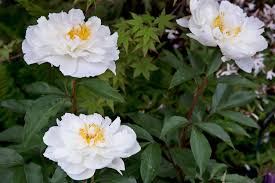 Attēlu rezultāti vaicājumam “Paeonia lactiflora”