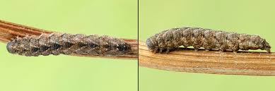 Attēlu rezultāti vaicājumam “Herminia tarsicrinalis”