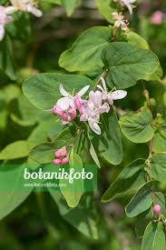 Attēlu rezultāti vaicājumam “Lonicera tatarica flower”