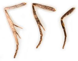 Attēlu rezultāti vaicājumam “Deltote bankiana”