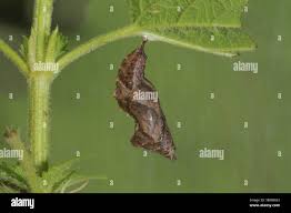 Attēlu rezultāti vaicājumam “Aleurochiton aceris nymph”