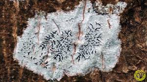 Attēlu rezultāti vaicājumam “Phaeographis dendritica”